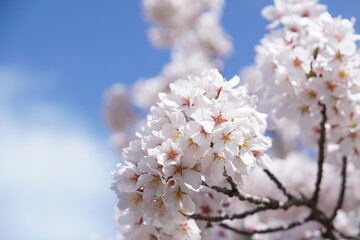 Cherry blossoms against a blue sky in Sendai city, Miyagi, Japan