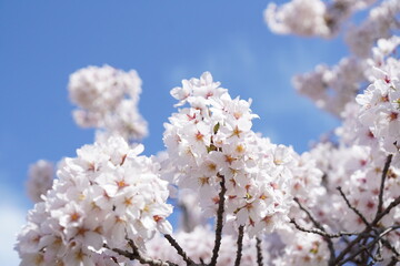 Cherry blossoms against a blue sky in Sendai city, Miyagi, Japan