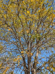 Ramas de árbol en otoño, con hojas caídas y otras de color amarillo 