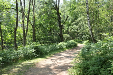 Fototapete bei efototapeten.de bestellen   