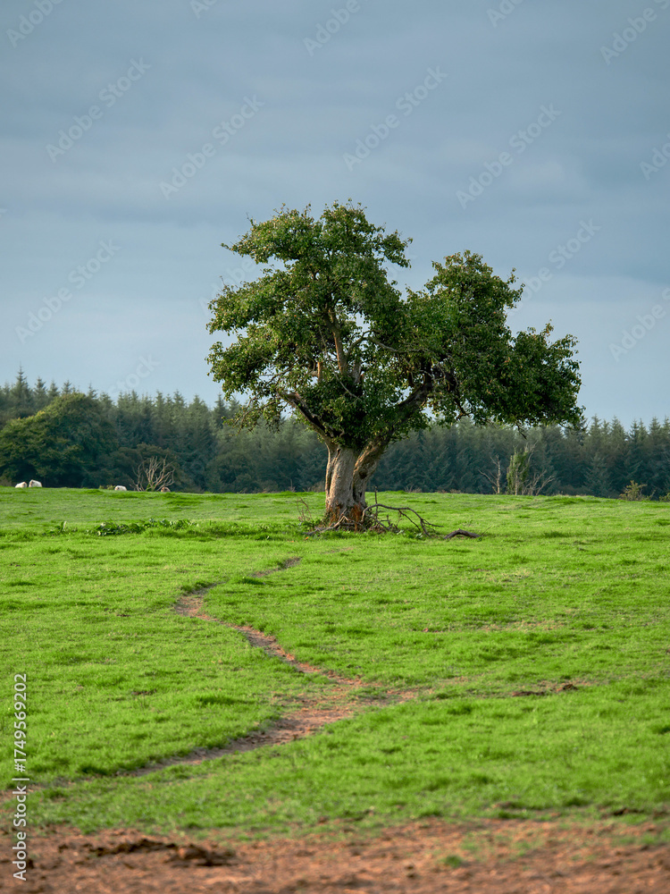 Wall mural a lone tree in a green tree with footpath to it in an s shape. dense forest in the background. natur