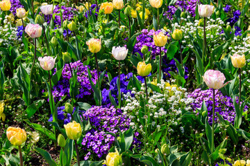 Colorful beautiful spring flowers on flowerbed in the garden