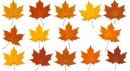 Obraz premium Autumn maple leaves collection
