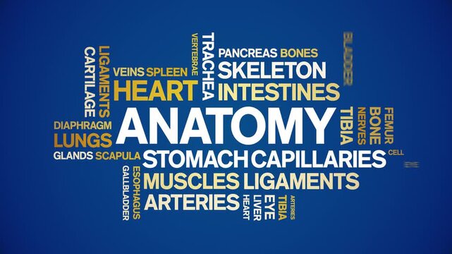 Anatomy animated word cloud-text design animation tag kinetic typography seamless loop.