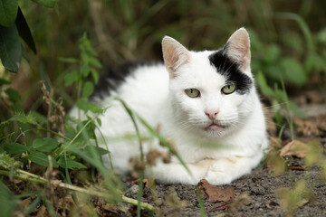 Liegende Hauskatze im Garten