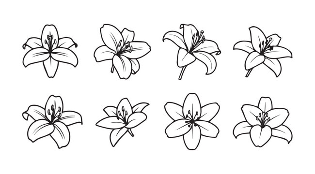 Elegant hand drawn lily flower collection isolated botanical sketch art botanical flora elements vector