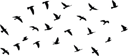 Obraz premium Silhouettes of flying birds in motion across white background, flock of migratory birds in flight symbolizing freedom, nature, and wildlife movement