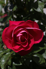 gentle red garden rose and sunlight