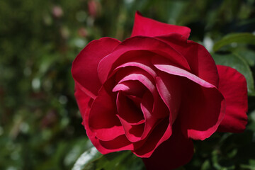 gentle red garden rose and sunlight