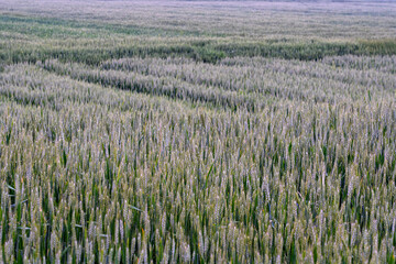 Tranquil Morning Light Over Lush Wheat Fields at Sunrise