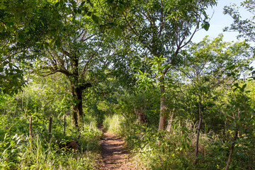 Tropical forest path lined with mango trees and dense vegetation leading toward the northern beaches of Little Corn Island, Nicaragua, under warm sunlight filtering through the canopy.