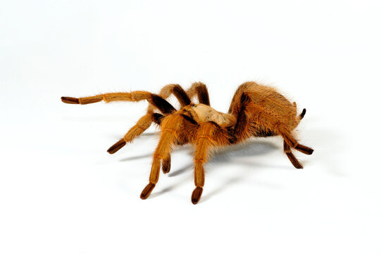 Nordamerikanische Vogelspinne // Arizona blond tarantula (Aphonopelma chalcodes) - Verbreitung: USA, Mexiko