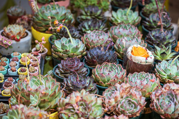 Lush Collection of Vibrant Succulents and Beautiful Floral Arrangements