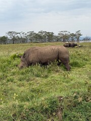 Naklejka premium rhino in the wild