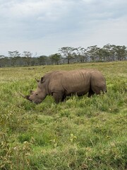 Obraz premium rhino in the wild