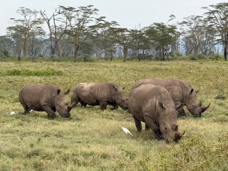 Obraz premium rhino in the wild