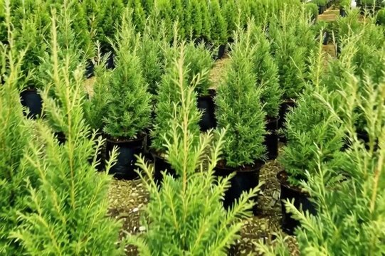 Rows of Green Juniper Trees in Pots at a Plant Nursery.