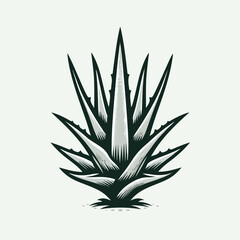 Aloe vera vector illustration