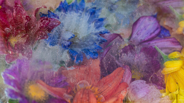 abstract floral background of close up of dahlia and cosmos flowers in blue, purple, pink, red and violet colors