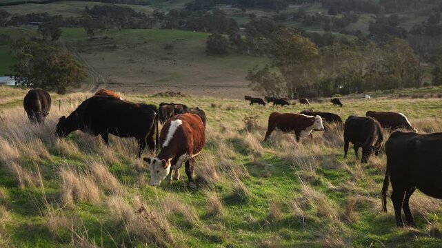 Close up of Stud Beef bulls and cows grazing on grass in a field, in Australia. eating hay and silage. breeds include speckled park, murray grey, angus, brangus and wagyu.	

