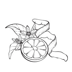 Lemon with spiral peel, flowers, and leaves, vector linear drawing in minimalist outline style on white background. for food packaging, natural cosmetics design, juice branding, and kitchen decor