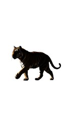 Majestic Panther Strolling - A Silhouette of Power and Grace.