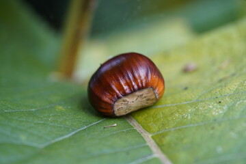 Fruit of Castanea sativa, the sweet chestnut, Spanish chestnut or just chestnut, is a species of tree in the family Fagaceae. Hanover, Germany.
