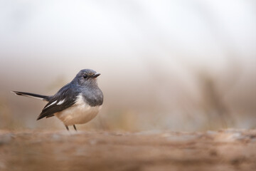 Oriental magpie robin | small passerine bird | Copsychus saularis | Bharatpur national park