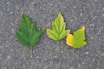 Three autumn leaves of a blackcurrant bush on the ground . Autumn mood ,autumn leaves ,nature environment concept.