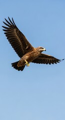 Majestic Black Kite Soaring Through the Clear Blue Sky.