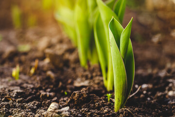 the first spring sprouts