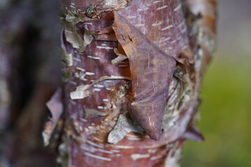 Copper birch (betula) Hanover - Berggarten, Germany.
