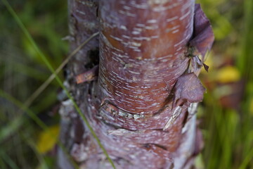 Copper birch (betula) Hanover - Berggarten, Germany.
