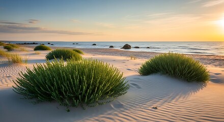 Golden Hour at the Baltic Sea - Coastal Grass and Serene Sunset.