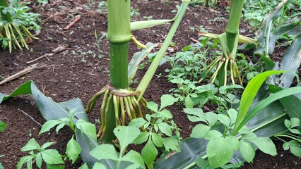 corn roots sticking out of the ground