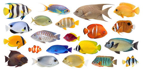 Realistic Aquarium Fish Set Isolated Tropical Fish on Transparent Background