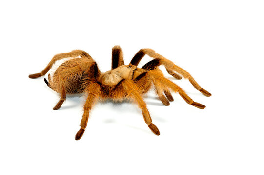 Nordamerikanische Vogelspinne // Arizona blond tarantula (Aphonopelma chalcodes) - Verbreitung: USA, Mexiko
