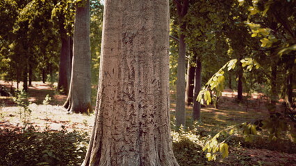 A majestic tree with a textured trunk captures the beauty of nature. Sunlight filters through the leaves, creating a peaceful atmosphere in the forest.