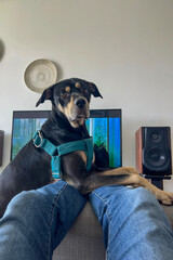 A dog is sitting on a couch next to a person wearing blue jeans