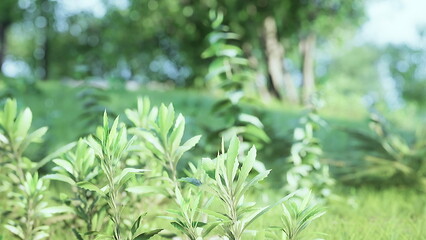 Bright green plants stretch toward the sun, surrounded by soft grass and sunlight. The scene captures the beauty of nature, creating a sense of calm and tranquility in the outdoors.