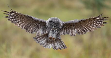 Fototapeta premium A great gray owl hunting in Canada 