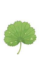 Dew-Kissed Ladys Mantle Leaf - A Study in Botanical Beauty.