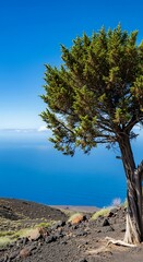 Lone Tree Overlooking the Ocean on a Sunny Day.