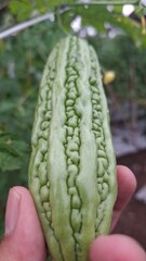 local bitter melon plant that has a bitter taste, the photo from the front looks fresh