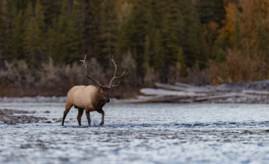 Bull elk during the rut