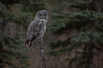 A great gray owl hunting in Canada 
