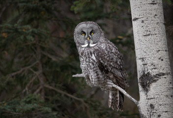 A great gray owl hunting in Canada 