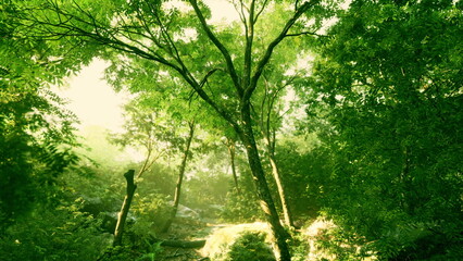 Soft sunlight shines through the dense canopy of a thriving green forest, illuminating the foliage and creating a peaceful atmosphere. Nature thrives in this serene setting.