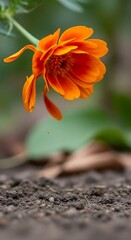 Vibrant Orange Flower in Focus - A Natural Beauty.