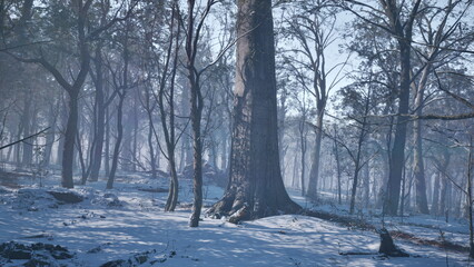 A tranquil winter scene unfolds in a snow covered forest. Tall trees stretch into the cold air, their branches lightly dusted with snow. The stillness evokes a peaceful and serene feeling.